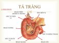Tìm hiểu về tá tràng và những bệnh lý liên quan 