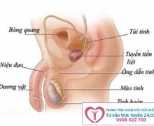 Bệnh có thể gặp khi bị sưng tinh hoàn?