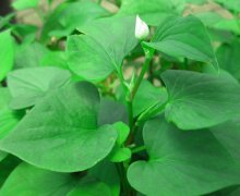 Rau diếp cá chữa bệnh trĩ hiệu quả