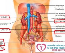 Điều trị viêm tiết niệu như thế nào cho hiệu quả?