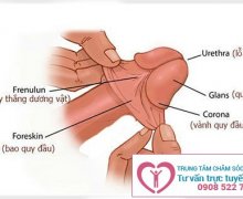 Hiện tượng khi da bao quy đầu bị nứt do đâu ?