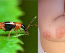 Thông tin hữu ích về kiến ba khoang có thể bạn chưa biết
