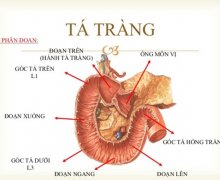 Tìm hiểu về tá tràng và những bệnh lý liên quan 