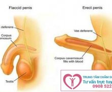 Tại sao dương vật không cương lên khi quan hệ?