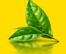 5 Mẹo chữa bệnh phụ khoa bằng thuốc nam bằng cây dân gian