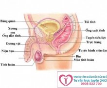 Điều trị viêm túi tinh ở nam giới